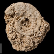 Straparollus (Euomphalus)  sp.