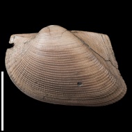 Grammatodon  muensteri