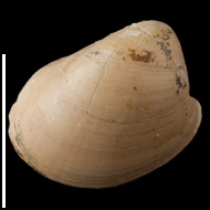 Nucula  calliope (d'Orbigny, 1850)