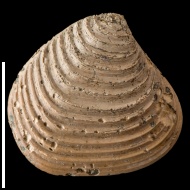 Pressastarte  depressoides (Lahusen, 1883)