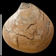 Pressastarte  trembiazensis (de Loriol, 1901) 