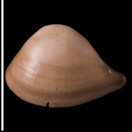 Nuculana  medusa (Borisiak, 1904)