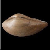 Phaenodesmia  dorogomilowensis (Borisiak, 1904)