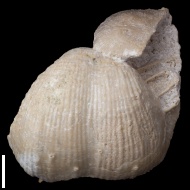 Chaoiella  sp.