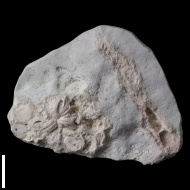 Archaeocidaris  sp.