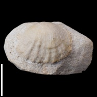 Meekella  sp.