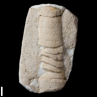 Pseudorthoceras  sp.