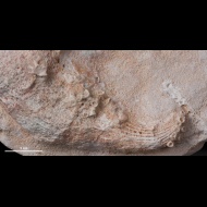 Aulopora  macrostoma