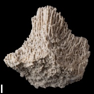 Syringopora  sp.
