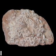 Archaeocidaris  rossica