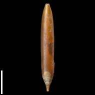 Actinocamax  verus fragilis (Arkh.)