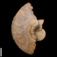 Acompsoceras  sp.