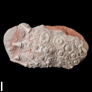 Archaeocidaris  rossica