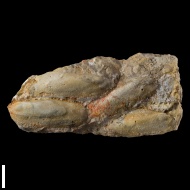 Gervillia  mytiloides