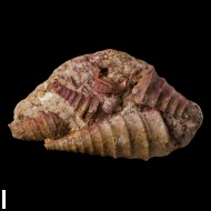 Neoptyxis  astrachanica (Rehbinder)