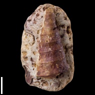 Neoptyxis  astrachanica (Rehbinder)