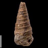 Neoptyxis  astrachanica (Rehbinder)