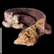 Neoptyxis  astrachanica (Rehbinder)