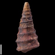 Neoptyxis  astrachanica (Rehbinder)