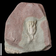 Acrocrinus  sp.