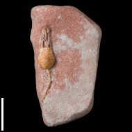 Acrocrinus  sp.