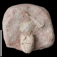 Acrocrinus  sp.