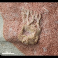 Acrocrinus  sp.