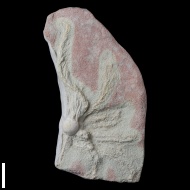 Acrocrinus  sp.