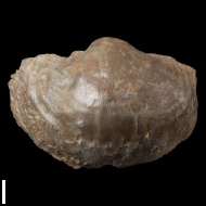 Gigantoproductus  sp.