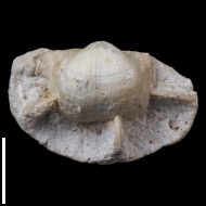 Kozlowskia  borealis