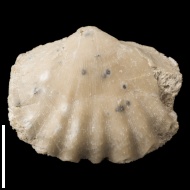Meekella  sp.