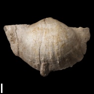 Gigantoproductus  sp.