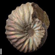Arcthoplites  gerassimovi