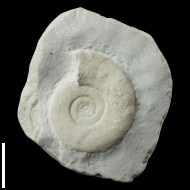 Hauericeras  sulcatum