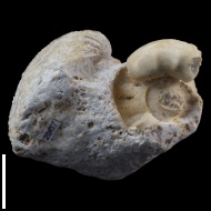 Gzheloceras  sp.