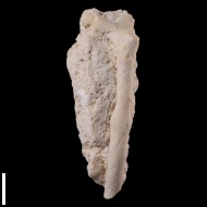 Ascopora  sp.