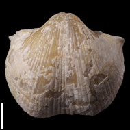 Choristites  sp.