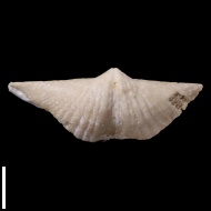 Brachythyrina  strangwaysi
