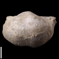 Chaoiella  sp.