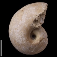 Bellerophon  sp.