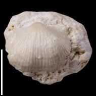 Kozlowskia  borealis