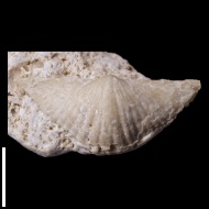 Brachythyrina  sp.