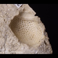 Trachydomia  sp.