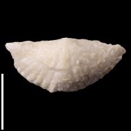Brachythyrina  sp.