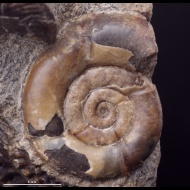 Nanolytoceras  sp.