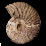 Deshayesites  sp.