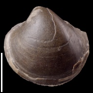 Cyprina  sp.