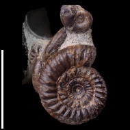 Leptosphinctes  sp.