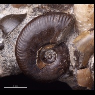 Oppelia  sp.