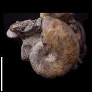 Phylloceras  sp.